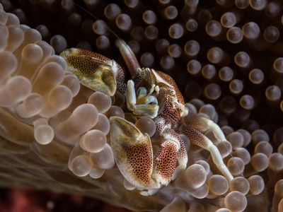 海底蟹的微距摄影
